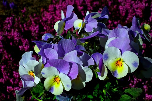 Beautiful grimace flowers Stock Photo