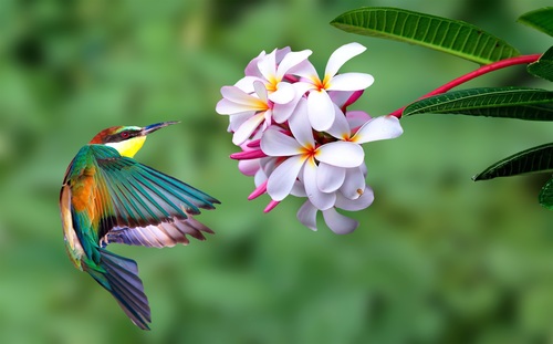 Beautiful kingfisher and white flowers Stock Photo