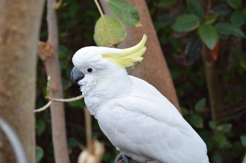Beautiful white parrot Stock Photo