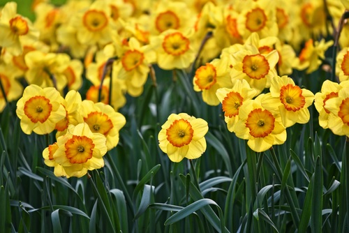 Beautiful yellow daffodil bloom Stock Photo