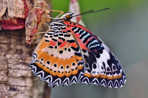 Big butterfly on tree trunk Stock Photo