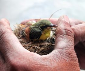 Birds nest and bird in hand Stock Photo