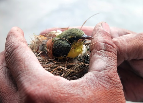 Birds nest and bird in hand Stock Photo