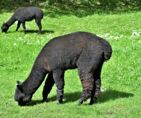 Black alpaca grazing on the grass Stock Photo