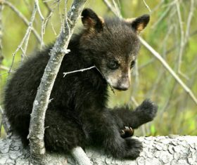 Black bear cub sitting on tree trunk Stock Photo