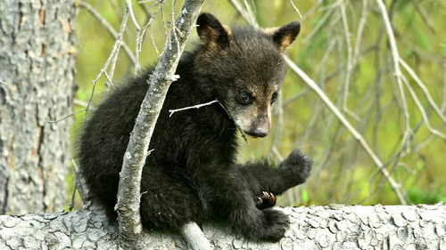 Black bear cub sitting on tree trunk Stock Photo