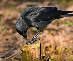 Black crow on the stump Stock Photo
