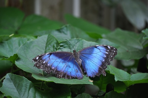 Blue butterfly on green leaf Stock Photo
