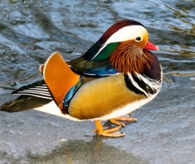 Bright mandarin duck feathers Stock Photo