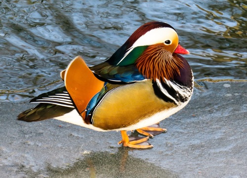 Bright mandarin duck feathers Stock Photo