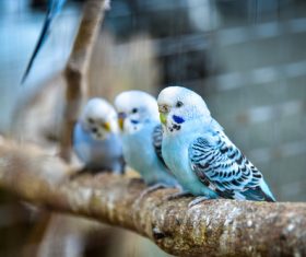 Budgerigar on branch Stock Photo