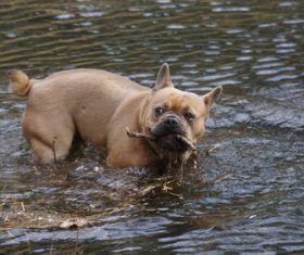 Bulldog in the water holding branch Stock Photo