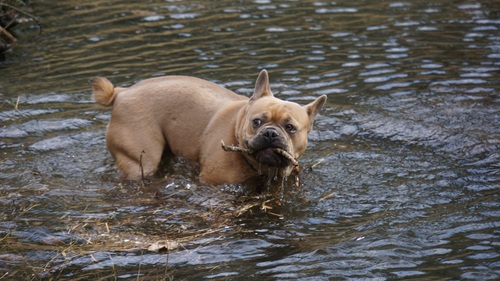 Bulldog in the water holding branch Stock Photo