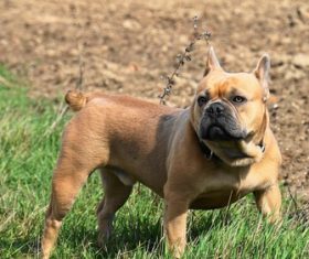 Bulldog on the grass Stock Photo