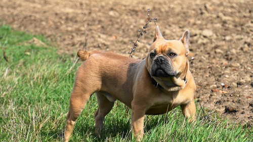 Bulldog on the grass Stock Photo