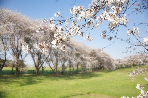 Cherry blossoms in spring park Stock Photo