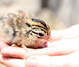 Chick on the palm Stock Photo 01