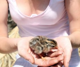 Chick on the palm Stock Photo 02