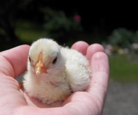 Chick on the palm Stock Photo 03