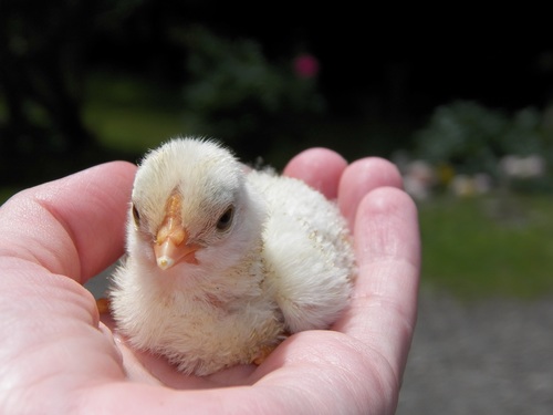Chick on the palm Stock Photo 03