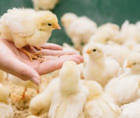 Chick on the palm Stock Photo 04