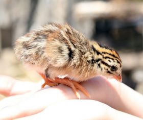 Chick on the palm Stock Photo 05