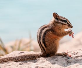 Chipmunk eating food Stock Photo