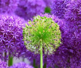 Close-up of violet flower heads Stock Photo