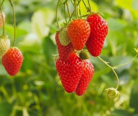 Closeup ripe strawberry Stock Photo