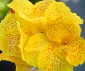 Closeup summer yellow flower Stock Photo