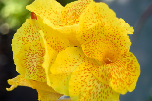 Closeup summer yellow flower Stock Photo