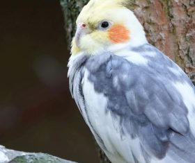 Cockatoo on the trunk Stock Photo
