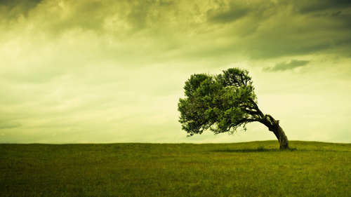 Curved tree on the plain Stock Photo