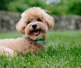 Cute dog on the grass Stock Photo