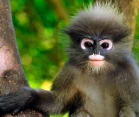 Cute monkey closeup on tree Stock Photo