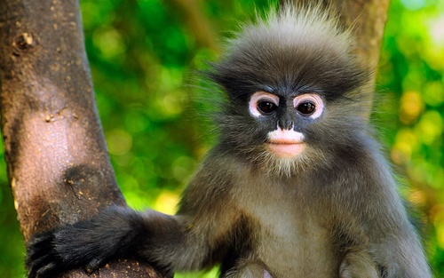 Cute monkey closeup on tree Stock Photo