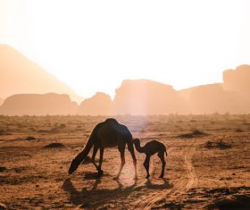 Desert camel mother and child Stock Photo