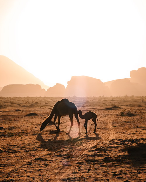 Desert camel mother and child Stock Photo