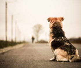 Dog sitting on the road waiting for the owner to come back Stock Photo