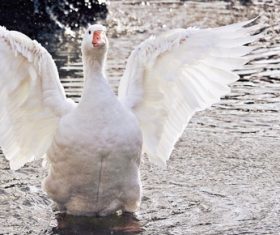 Duck flapping its wings in the water Stock Photo