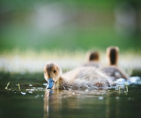 Ducklings in the pond Stock Photo