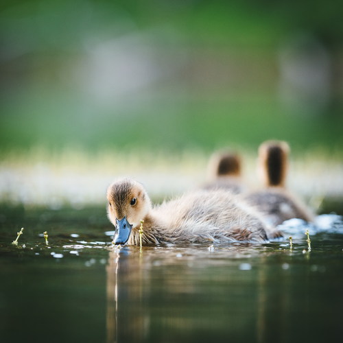Ducklings in the pond Stock Photo