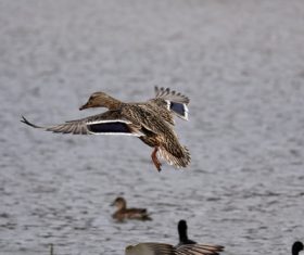 Ducks fly up Stock Photo