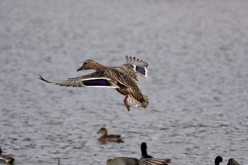 Ducks fly up Stock Photo