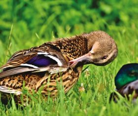 Ducks tidying feathers on the grass Stock Photo