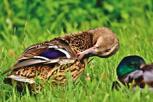 Ducks tidying feathers on the grass Stock Photo