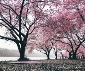 Early spring blooming cherry tree Stock Photo