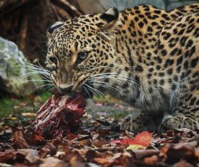 Eating food leopard Stock Photo