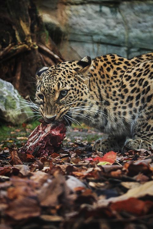 Eating food leopard Stock Photo