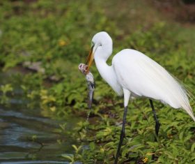 Egret preying Stock Photo 01
